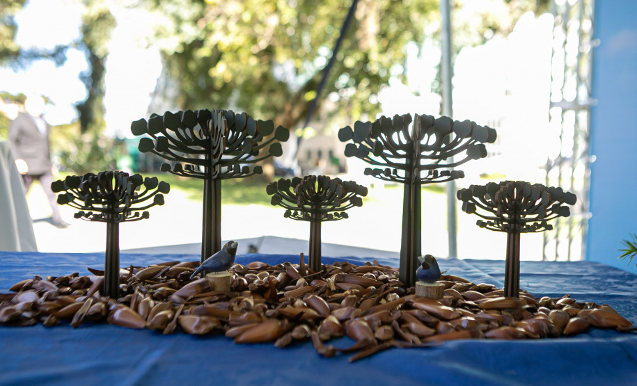 PLANTIO DE ARAUCARIA VICE