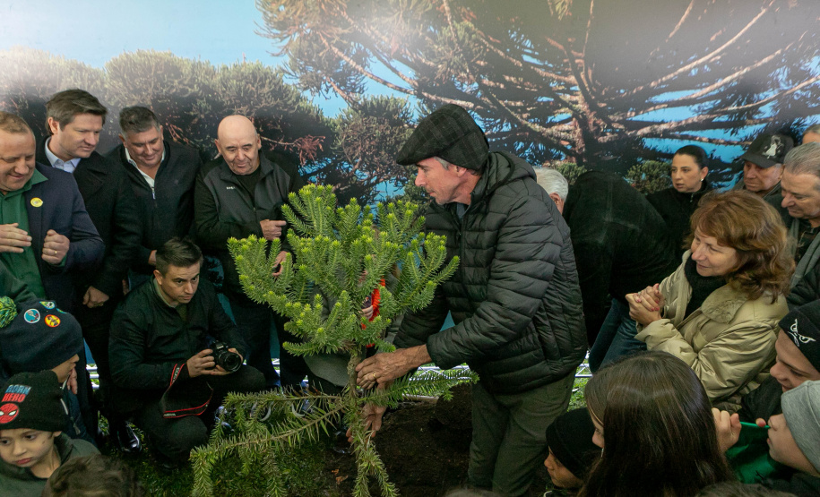 PLANTIO DE ARAUCARIA VICE