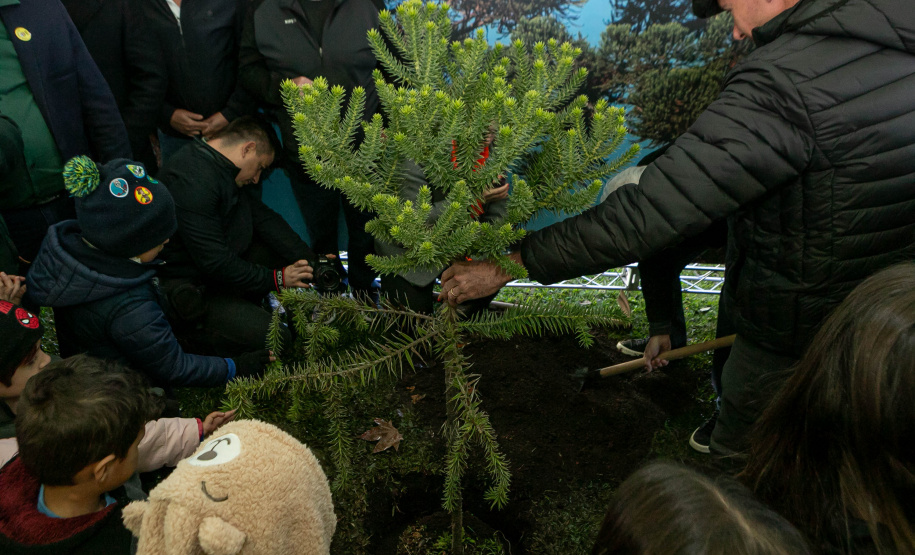 PLANTIO DE ARAUCARIA VICE