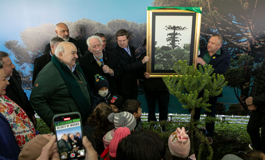 PLANTIO DE ARAUCARIA VICE