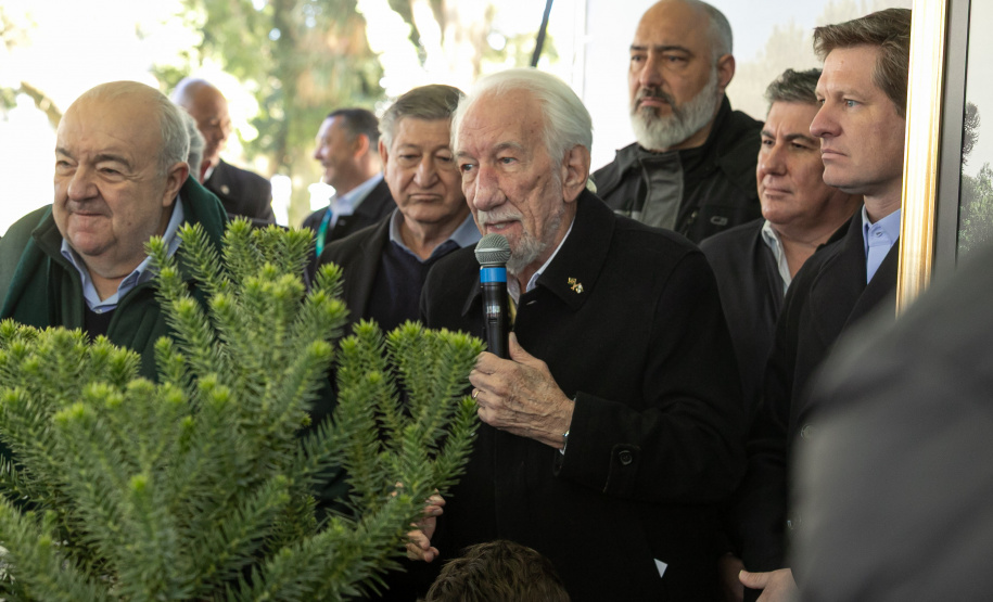 PLANTIO DE ARAUCARIA VICE