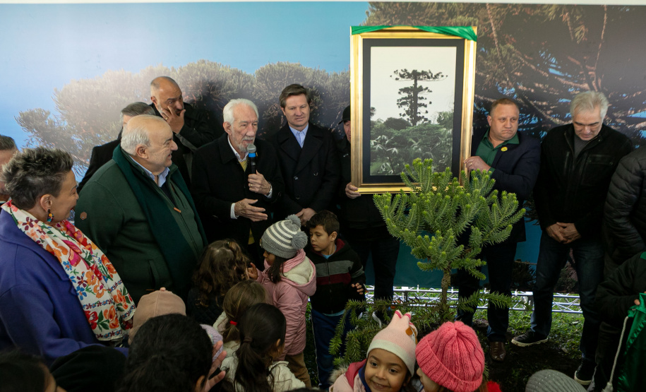 PLANTIO DE ARAUCARIA VICE