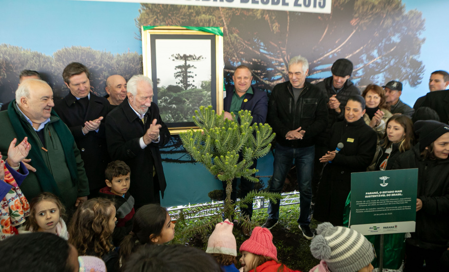 PLANTIO DE ARAUCARIA VICE