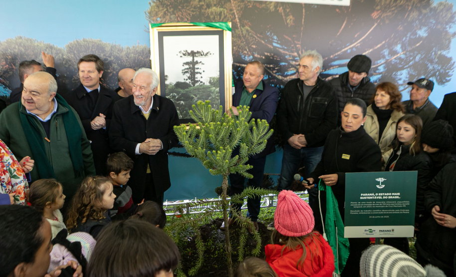 PLANTIO DE ARAUCARIA VICE