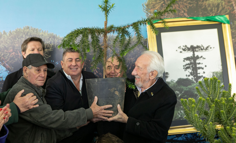 PLANTIO DE ARAUCARIA VICE