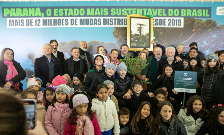 PLANTIO DE ARAUCARIA VICE