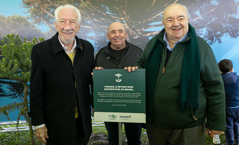 PLANTIO DE ARAUCARIA VICE