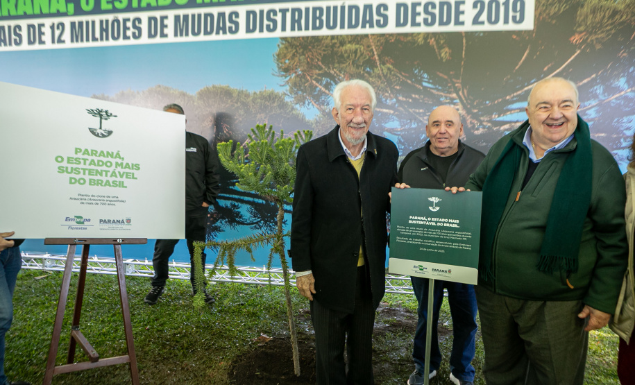 PLANTIO DE ARAUCARIA VICE