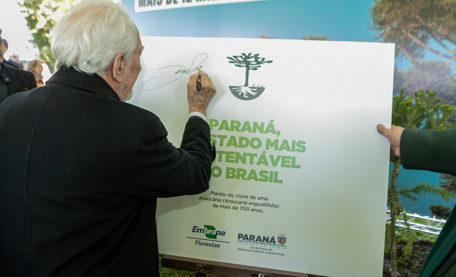 PLANTIO DE ARAUCARIA VICE