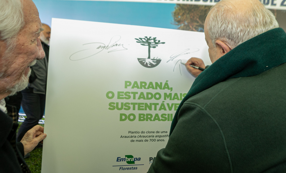 PLANTIO DE ARAUCARIA VICE