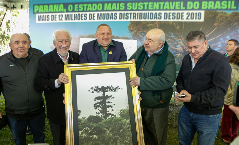 PLANTIO DE ARAUCARIA VICE