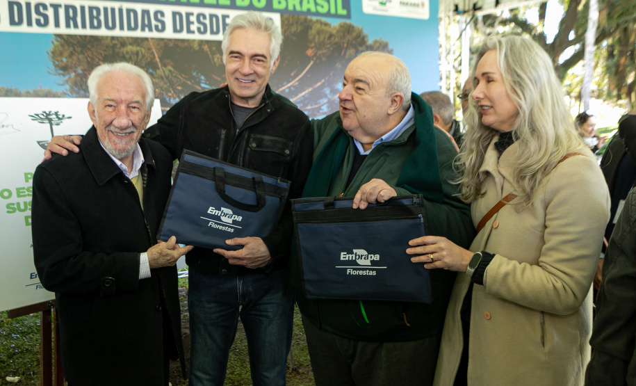 PLANTIO DE ARAUCARIA VICE