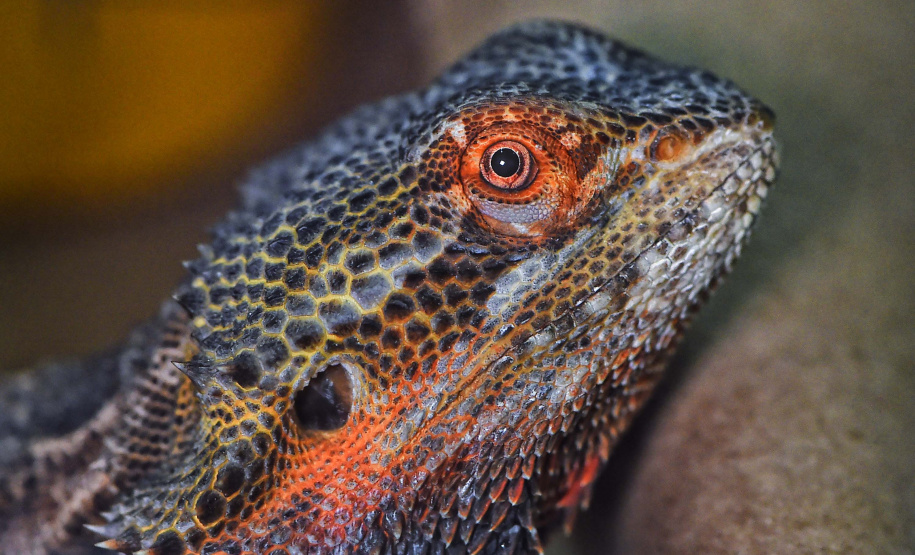 IAT ANIMAIS FAUNA SILVESTRE RESGATADOS