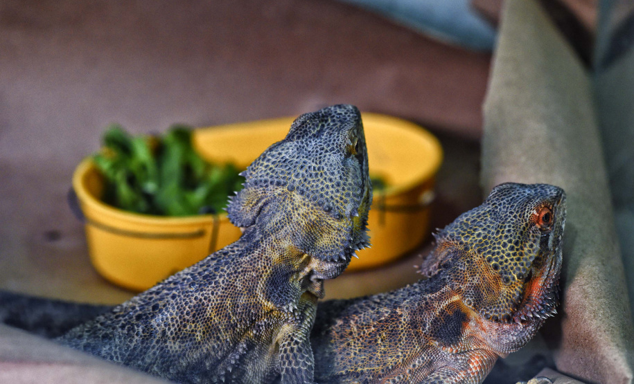 IAT ANIMAIS FAUNA SILVESTRE RESGATADOS