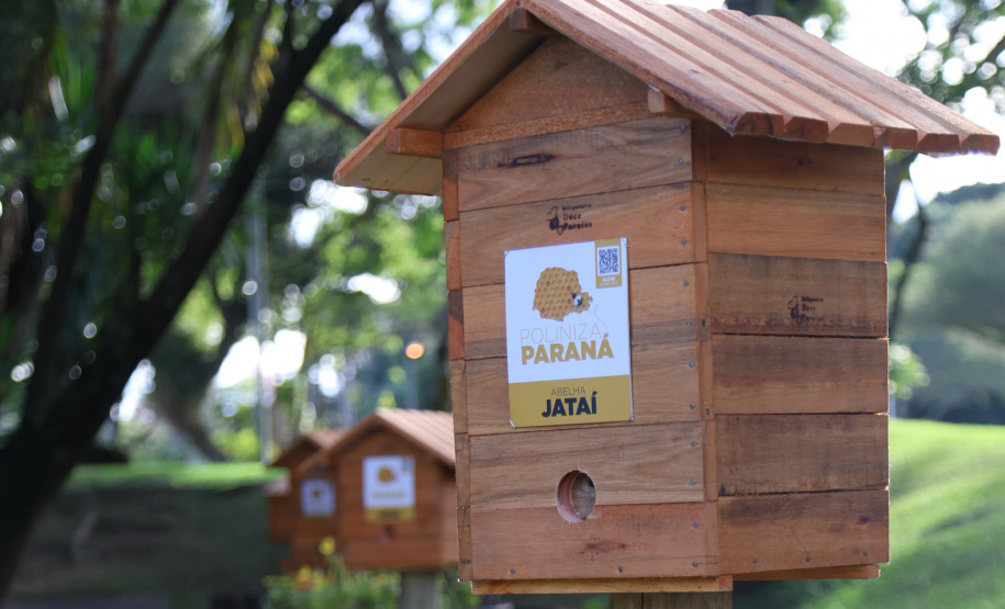 Poliniza Paraná: sede do Ministério Público do Paraná, em Curitiba, ganhou quatro meliponários nesta sexta-feira (13)
