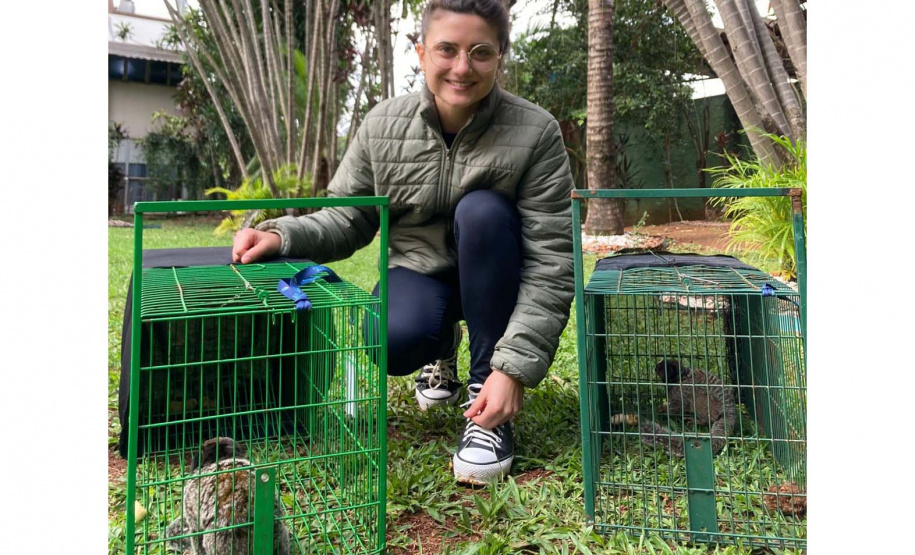 Profissionais do escritório regional do Instituto Água e Terra (IAT) de Foz do Iguaçu capturaram nesta segunda-feira (9) dois saguis-de-tufos-pretos