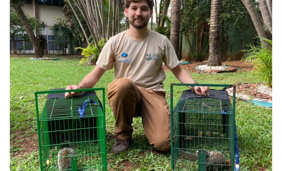 Profissionais do escritório regional do Instituto Água e Terra (IAT) de Foz do Iguaçu capturaram nesta segunda-feira (9) dois saguis-de-tufos-pretos