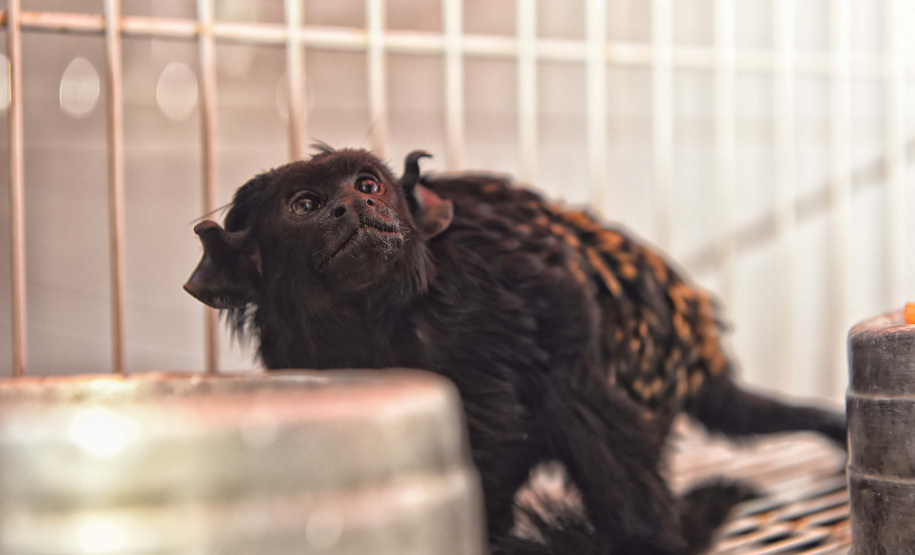 IAT ANIMAIS FAUNA SILVESTRE RESGATADOS