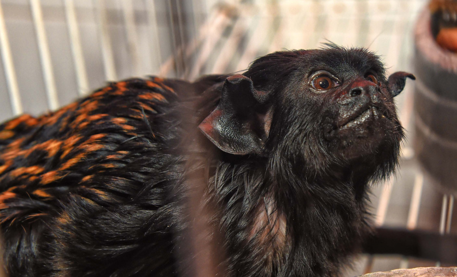 IAT ANIMAIS FAUNA SILVESTRE RESGATADOS