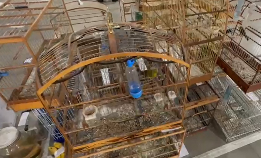 PCPR deflagra operação para desarticular um dos maiores grupos de tráfico internacional de animais do País