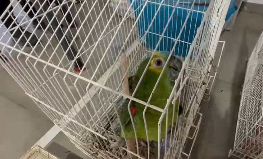 PCPR deflagra operação para desarticular um dos maiores grupos de tráfico internacional de animais do País