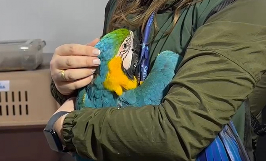 PCPR deflagra operação para desarticular um dos maiores grupos de tráfico internacional de animais do País