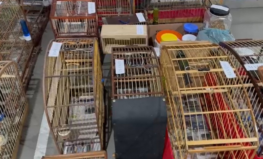 PCPR deflagra operação para desarticular um dos maiores grupos de tráfico internacional de animais do País