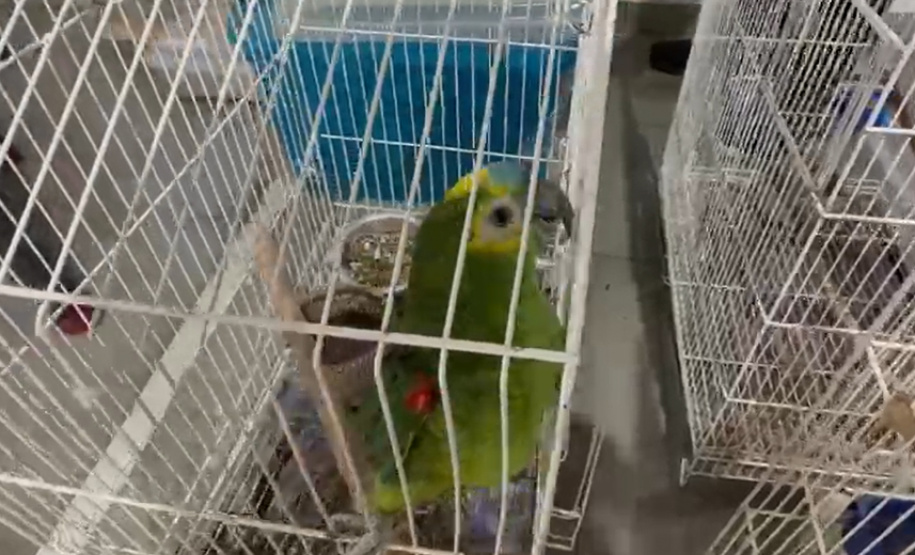 PCPR deflagra operação para desarticular um dos maiores grupos de tráfico internacional de animais do País