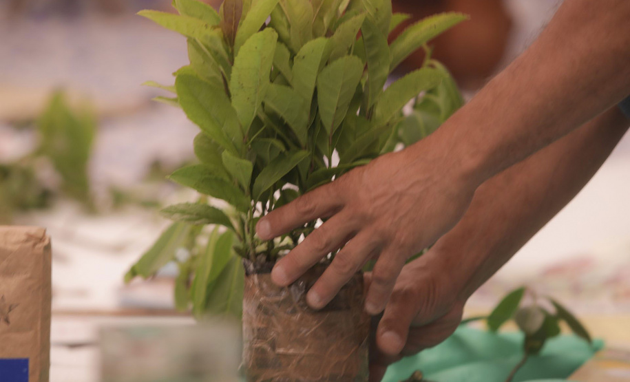 Pesquisadores da UEPG atuam no reconhecimento do sistema de erva-mate junto à ONU