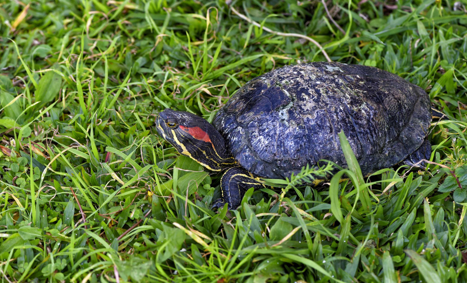 IAT ANIMAIS FAUNA SILVESTRE RESGATADOS