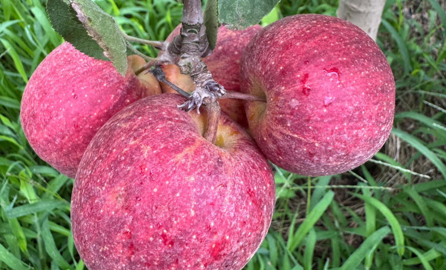 Paraná lidera inovação com tecnologia europeia adaptada para agricultura tropical