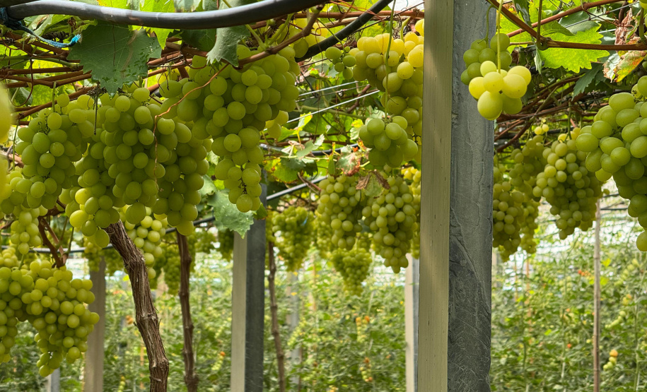 Paraná lidera inovação com tecnologia europeia adaptada para agricultura tropical
