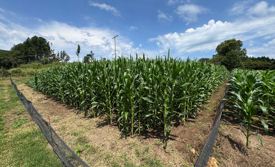 Paraná lidera inovação com tecnologia europeia adaptada para agricultura tropical