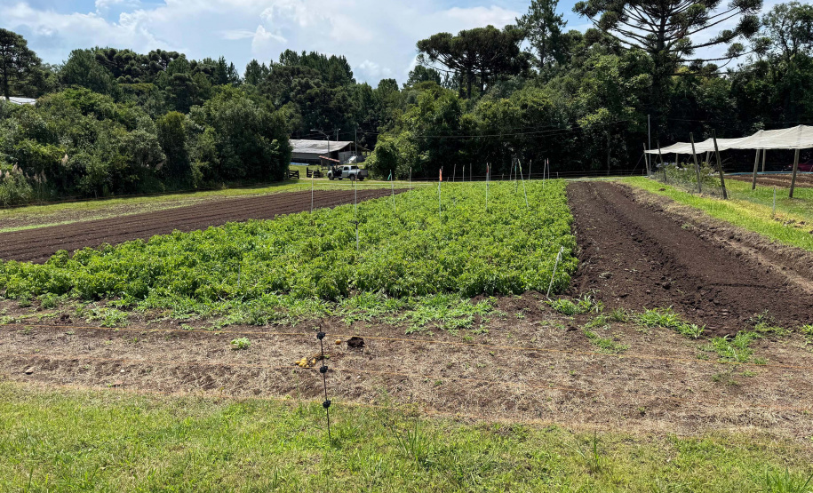 Paraná lidera inovação com tecnologia europeia adaptada para agricultura tropical