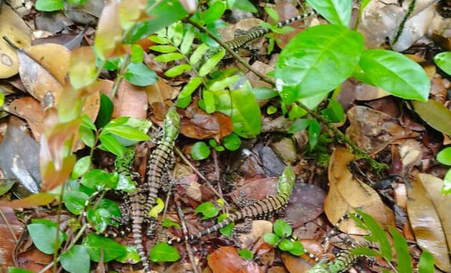 Cuidado no inverno: lagarto teiú (Salvator merianae), réptil presente em todos os biomas do Paraná