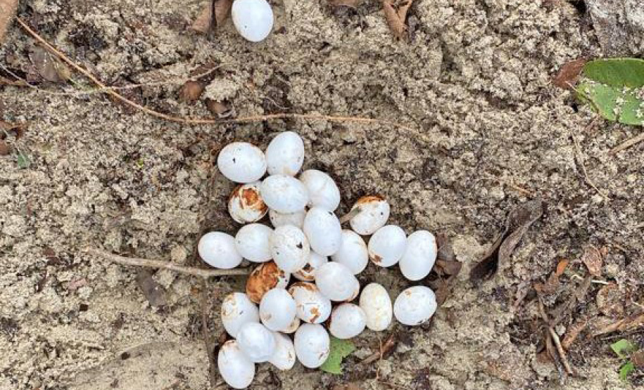 Cuidado no inverno: lagarto teiú (Salvator merianae), réptil presente em todos os biomas do Paraná