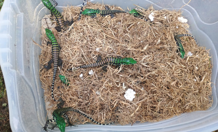 Cuidado no inverno: lagarto teiú (Salvator merianae), réptil presente em todos os biomas do Paraná