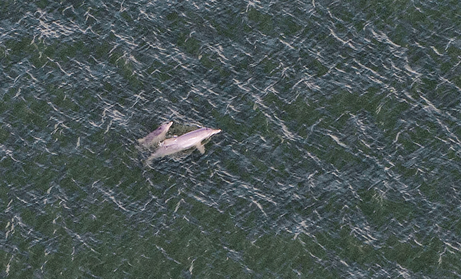 Golfinhos e toninhas nadam nas águas do Litoral do Paraná: indicador da qualidade ambiental.