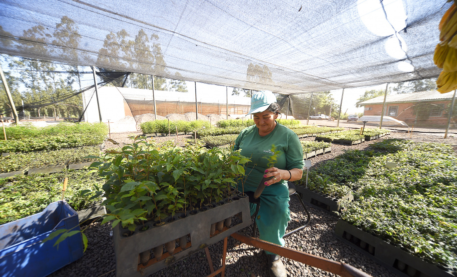 IAT anunciou plano de modernização sustentável de viveiros e laboratórios de mudas nativas durante capacitação promovida pela Gerência de Restauração Ambiental (GERA) do órgão