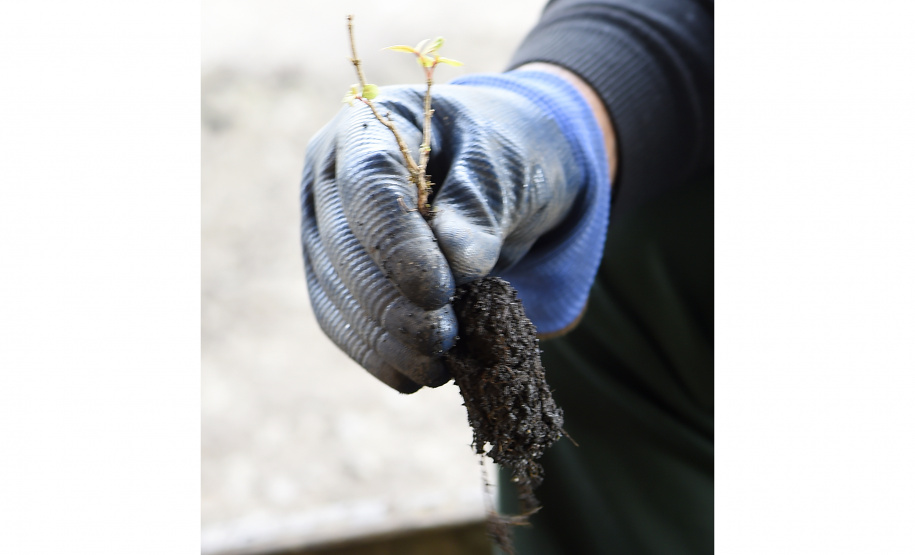 IAT anunciou plano de modernização sustentável de viveiros e laboratórios de mudas nativas durante capacitação promovida pela Gerência de Restauração Ambiental (GERA) do órgão