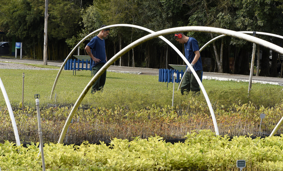 IAT anunciou plano de modernização sustentável de viveiros e laboratórios de mudas nativas durante capacitação promovida pela Gerência de Restauração Ambiental (GERA) do órgão