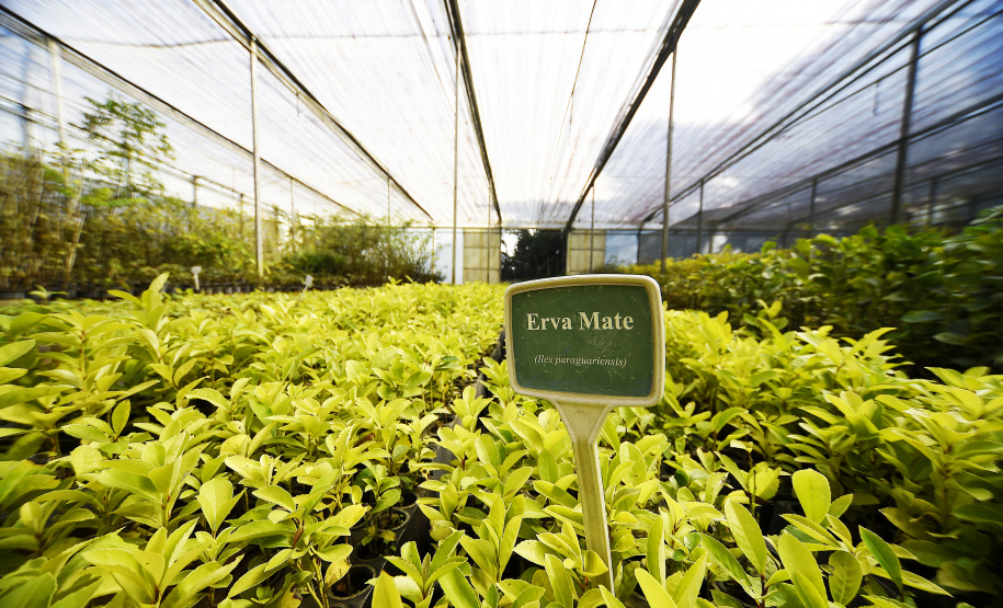 IAT anunciou plano de modernização sustentável de viveiros e laboratórios de mudas nativas durante capacitação promovida pela Gerência de Restauração Ambiental (GERA) do órgão