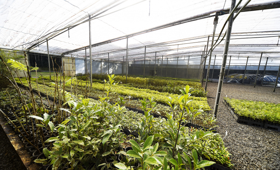 IAT anunciou plano de modernização sustentável de viveiros e laboratórios de mudas nativas durante capacitação promovida pela Gerência de Restauração Ambiental (GERA) do órgão