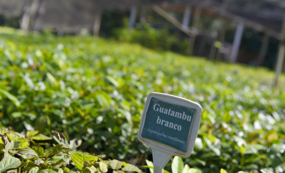 IAT anunciou plano de modernização sustentável de viveiros e laboratórios de mudas nativas durante capacitação promovida pela Gerência de Restauração Ambiental (GERA) do órgão