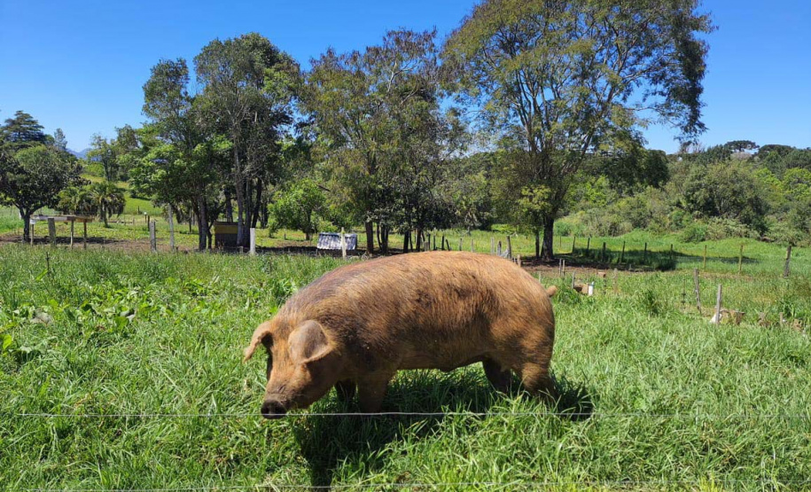 -Portaria raças crioulas