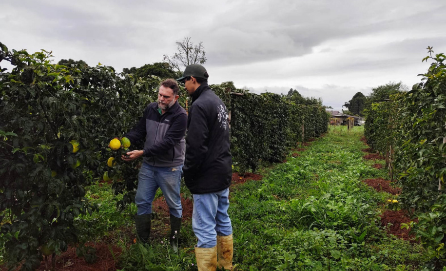 Experimento com maracujazeiro enxertado busca maior resistência e produtividade
