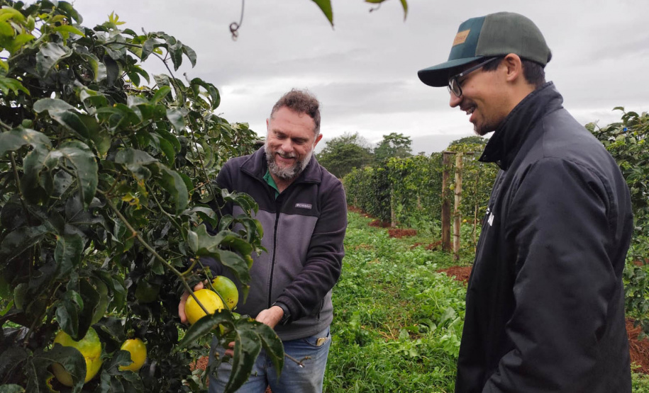 Experimento com maracujazeiro enxertado busca maior resistência e produtividade