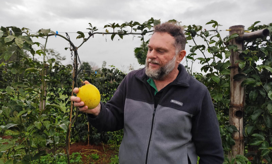 Experimento com maracujazeiro enxertado busca maior resistência e produtividade