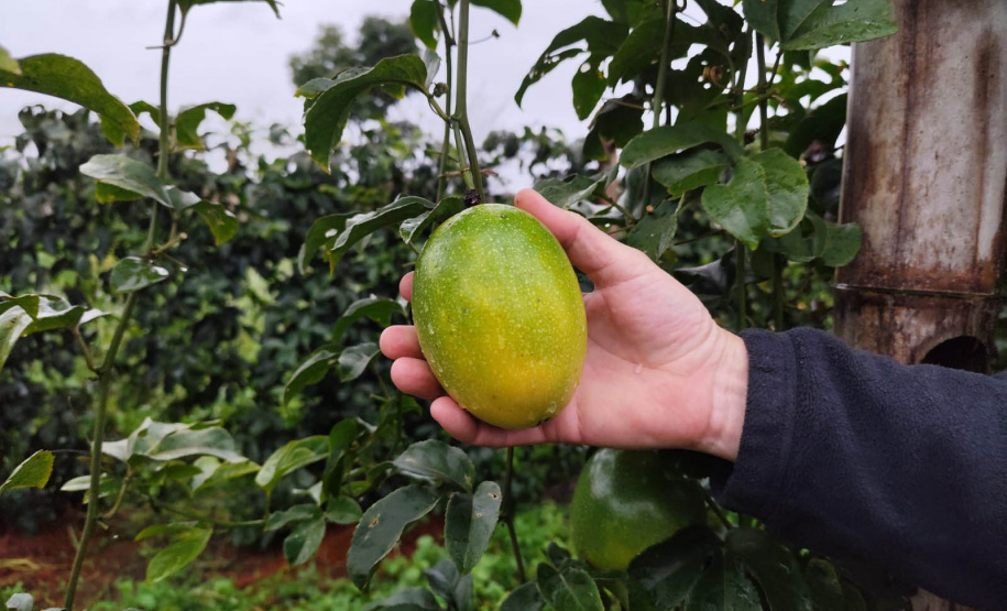 Experimento com maracujazeiro enxertado busca maior resistência e produtividade