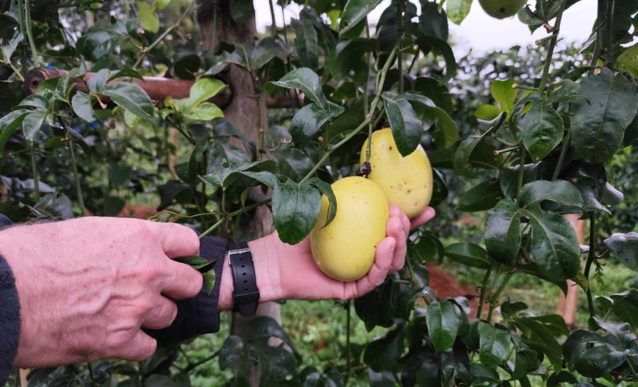 Experimento com maracujazeiro enxertado busca maior resistência e produtividade